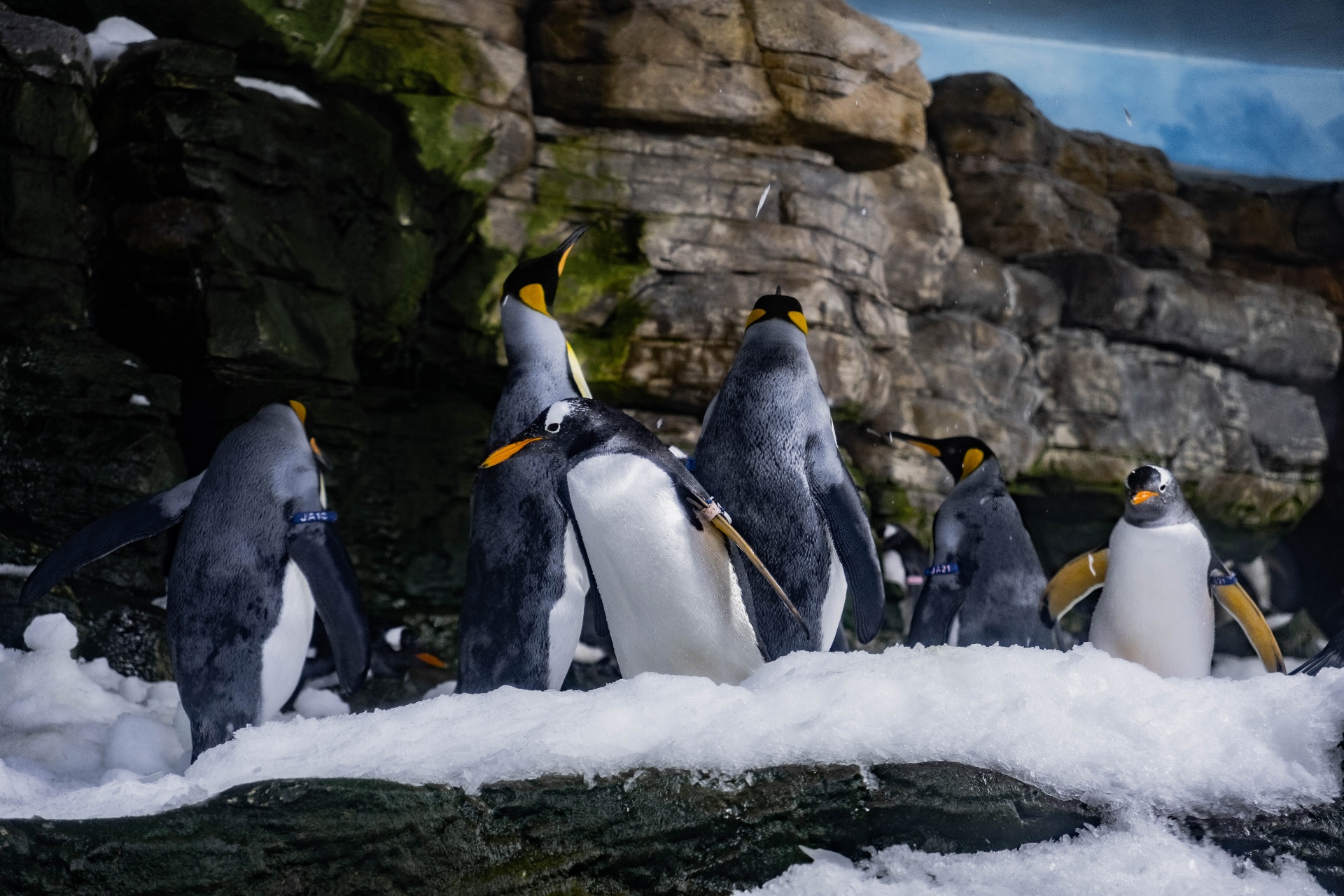 Pingüinos rey caminando sobre un paisaje nevado