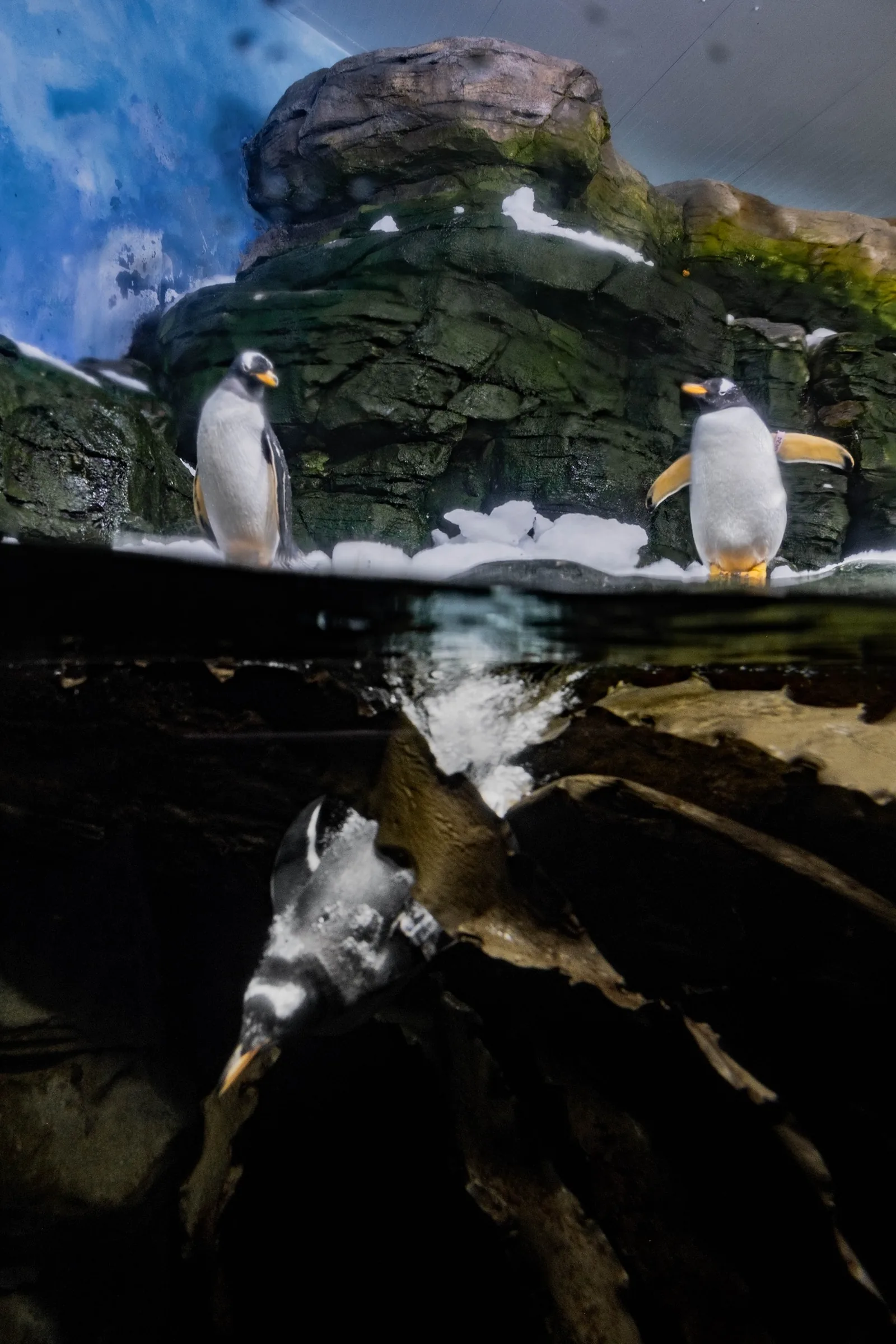 Pingüinos juanito sobre roca con nieve y otro nadando bajo el agua