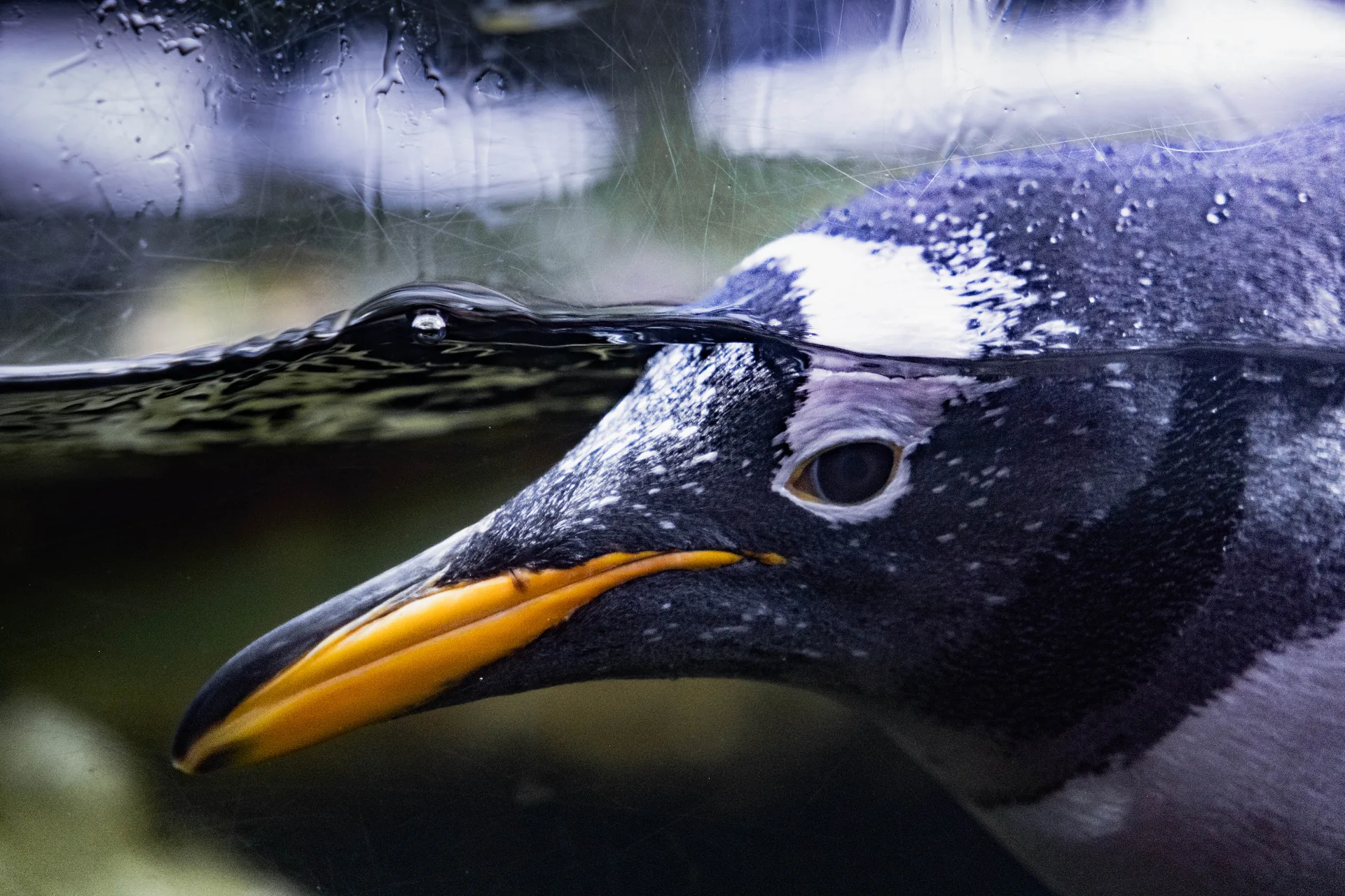 Retrato cercano de pingüino juanito buceando bajo el agua