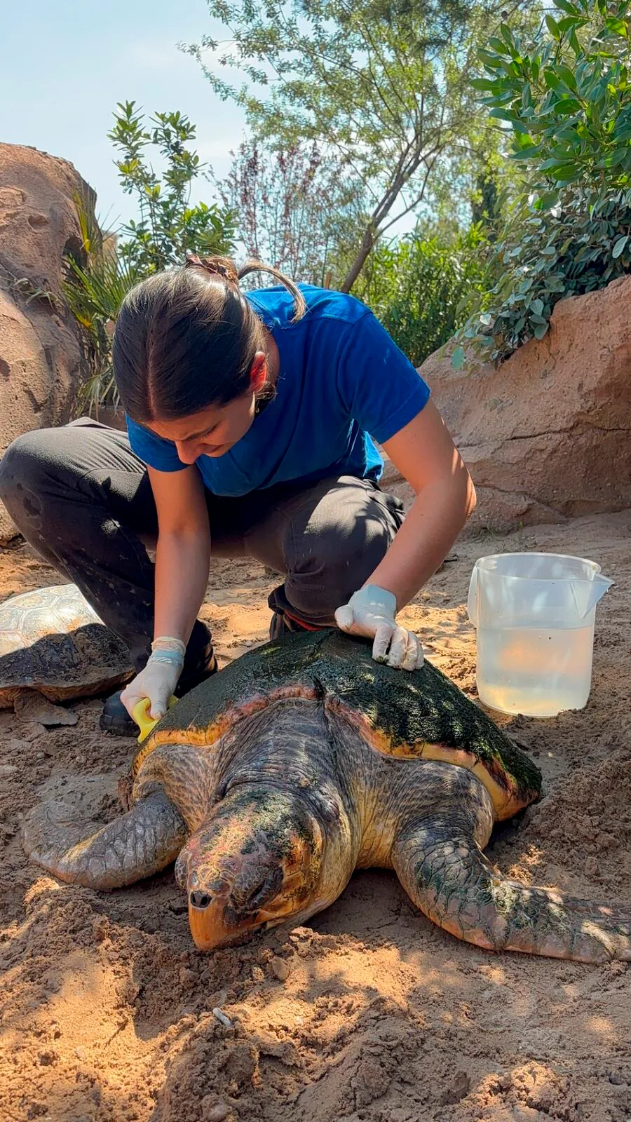 Recovery team caring for a sea turtle