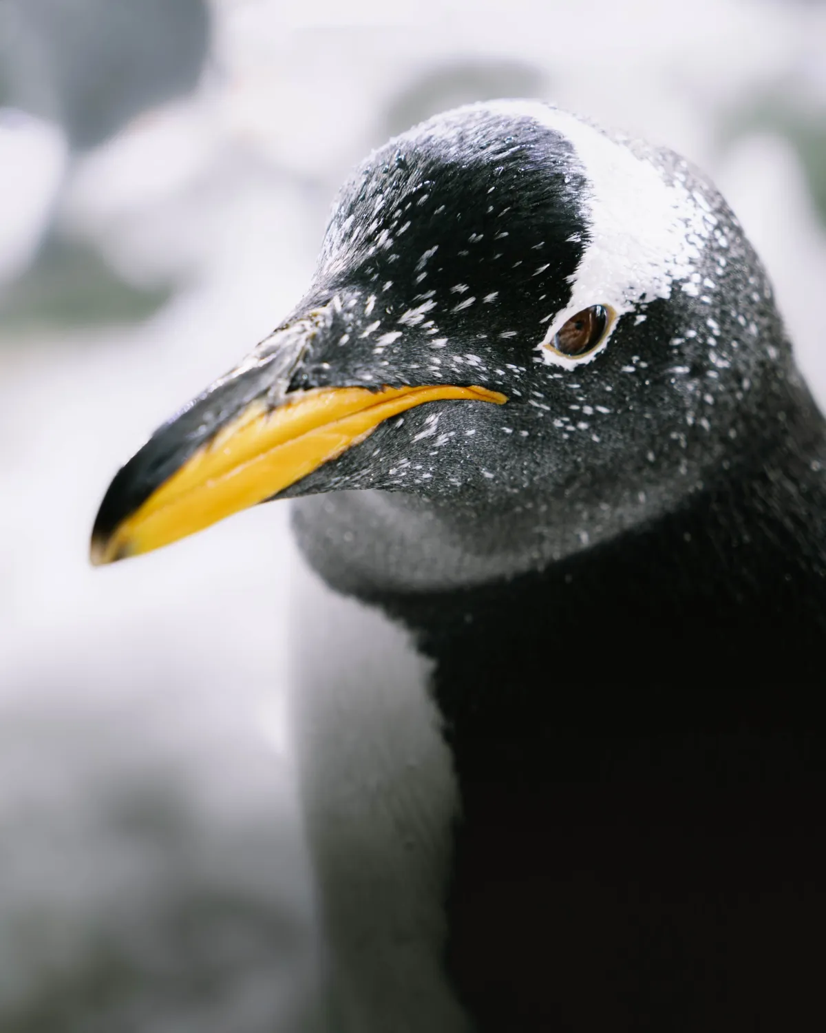 Pingüino juanito, Pygoscelis papua