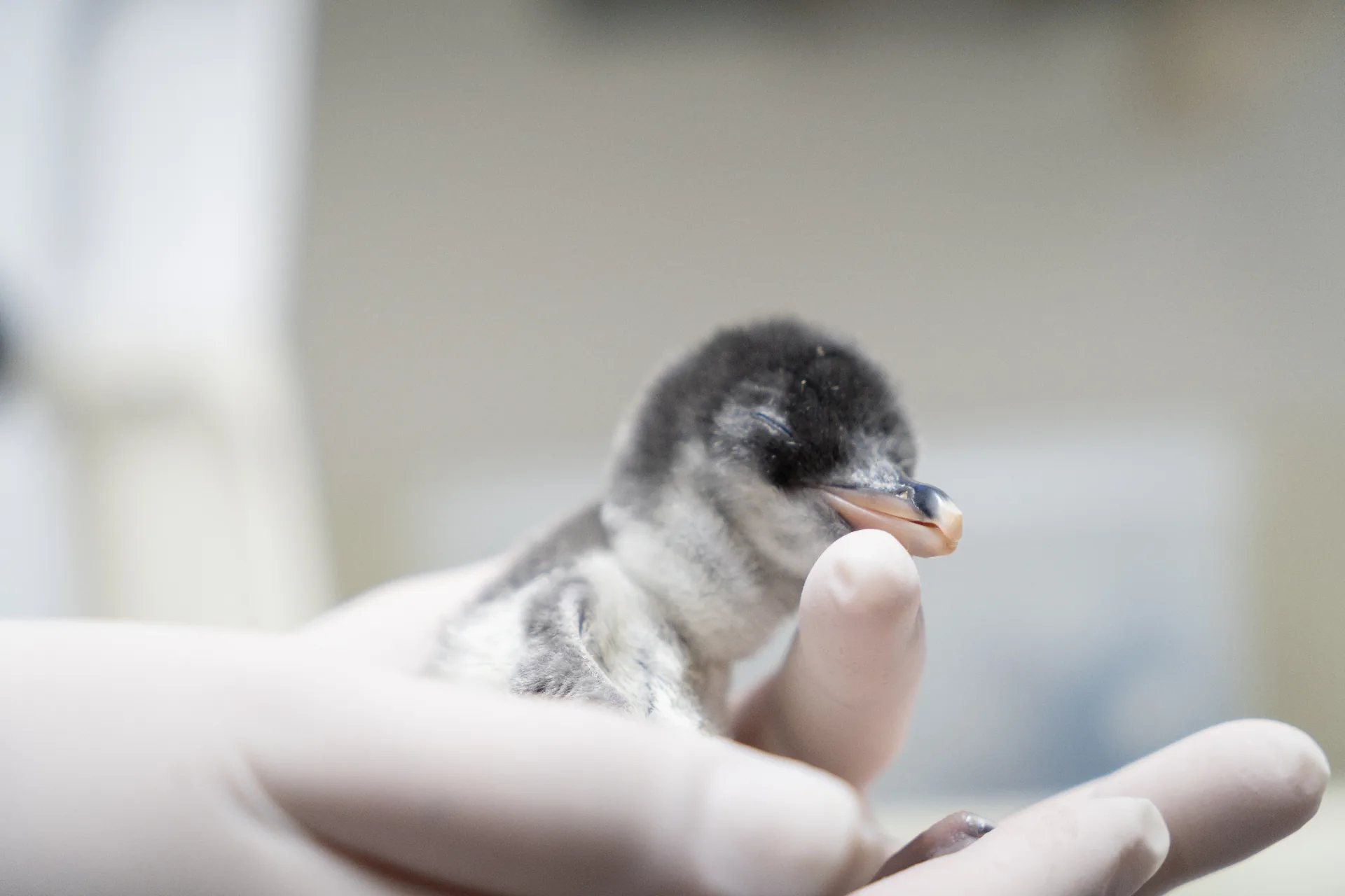 Cría de pingüino juanito sostenida en una mano enguantada