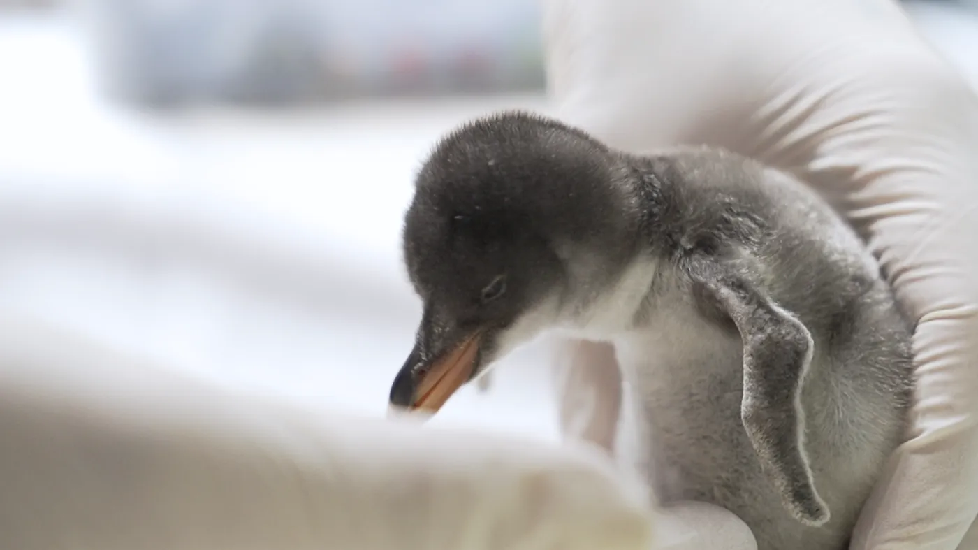 Pingüino juanito, Pygoscelis papua