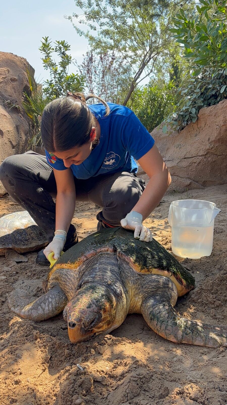 Equipo de recuperación cuidando a una tortuga marina